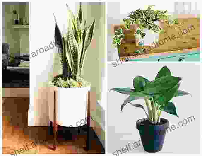 A Beautiful Indoor Garden Featuring Air Purifying Plants Plant: House Plants: Choosing Styling Caring