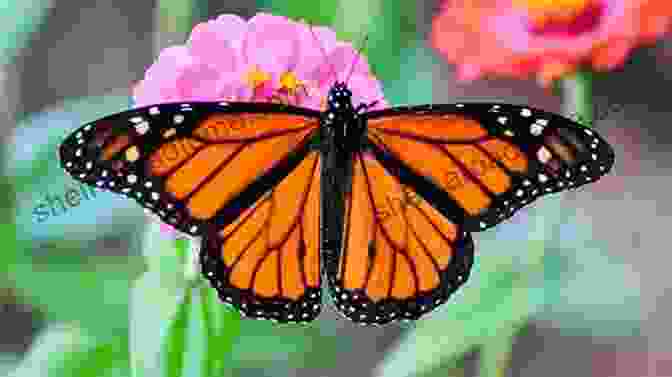 A Beautiful Pop Up Of A Monarch Butterfly My 50 States 5: Butterflies Insects Of The States With Pop Ups