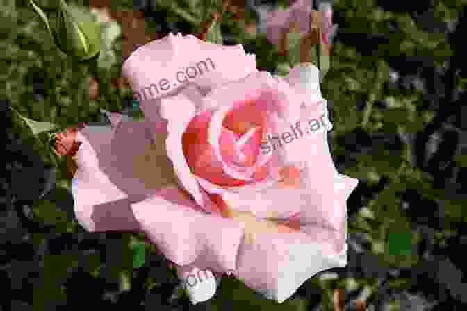 A Close Up Photograph Of A Vibrant Pink Rose In Full Bloom. Story Time Bright LIght Jasminum Mesnyi Photography Art Prints In A