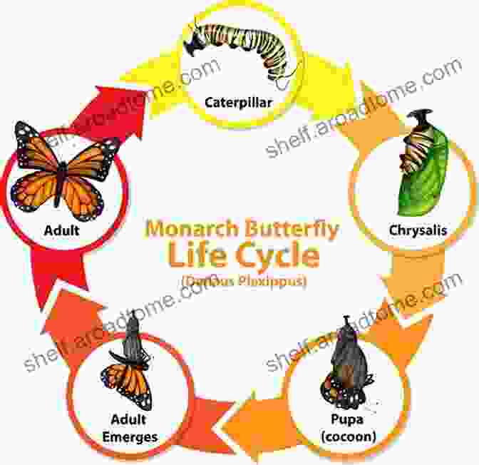 A Detailed Diagram Of The Butterfly Life Cycle My 50 States 5: Butterflies Insects Of The States With Pop Ups