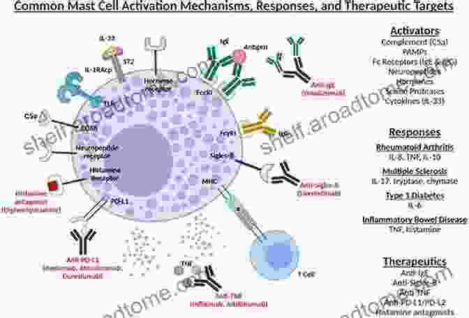 A Diagram Of A Mast Cell, Highlighting Its Key Components And Functions. MAST CELL ACTIVATION SYNDROME FOR NEWLY DIAGNOSED: The Detailed Guide On The Causes Symptoms And Treatment Of Mast Cell Activation Syndrome