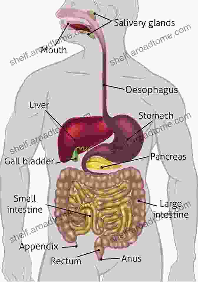 A Diagram Of The Human Digestive System Dietetic Technician Study Guide: Nutrition And Dietetics Technician Registered (NDTR) And Dietetic Technician Registered (DTR) Practice Questions