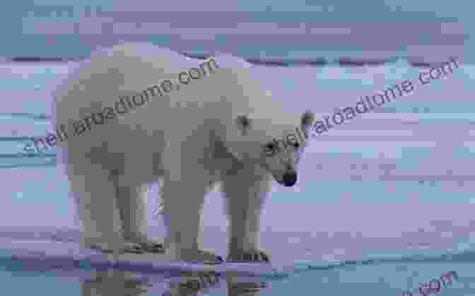 A Photo Of A Polar Bear Standing On An Ice Floe, With A Vast Expanse Of Ice And Sky Behind It. Indigenous Peoples Natural Resources And Governance: Agencies And Interactions (Routledge Research In Polar Regions)