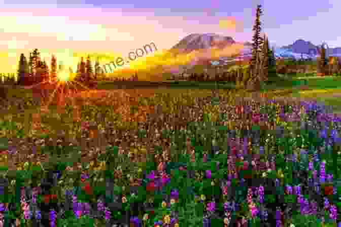 A Photograph Of A Vibrant Meadow In Full Bloom During Springtime. Story Time Bright LIght Jasminum Mesnyi Photography Art Prints In A