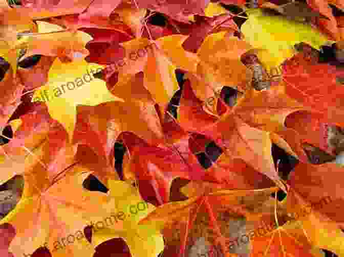 A Photograph Of Autumn Leaves In Vibrant Shades Of Red, Orange, And Yellow. Story Time Bright LIght Jasminum Mesnyi Photography Art Prints In A