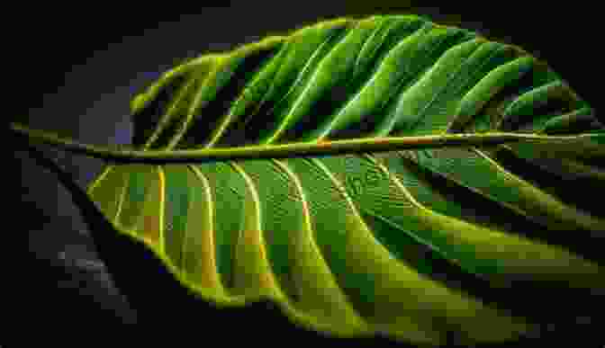 A Photograph Of Lush Green Leaves With Intricate Veins Illuminated By Sunlight. Story Time Bright LIght Jasminum Mesnyi Photography Art Prints In A