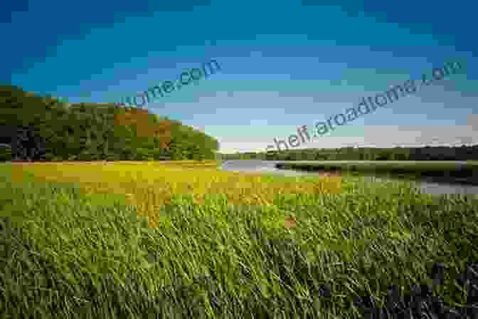 A Scenic View Of Rex's Wetlands, Showcasing The Lush Vegetation, Abundant Wildlife, And Tranquil Waterways Rex (Home To The Bayou 1)