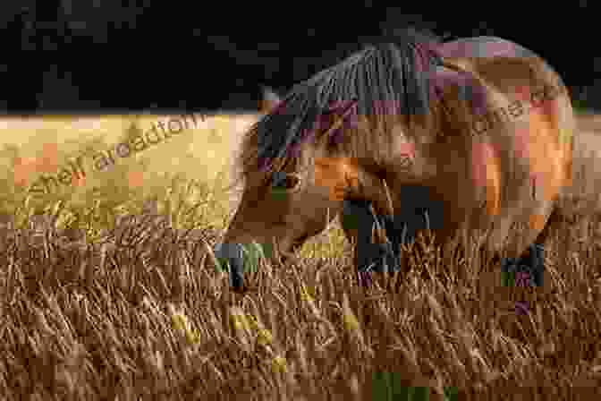 A Serene Horse Grazing In A Lush Green Field Equine Osteopathy: What The Horses Have Told Me