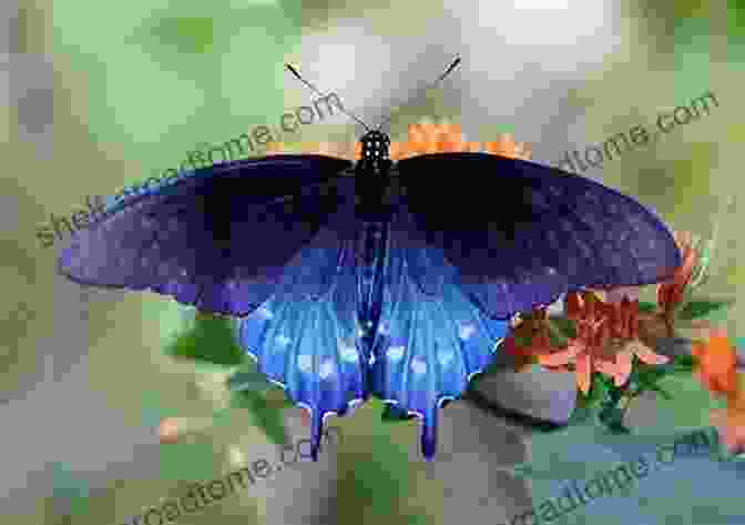 A Stunning Pop Up Of A Swallowtail Butterfly My 50 States 5: Butterflies Insects Of The States With Pop Ups