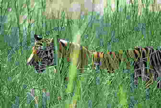 A Tiger Stalking Its Prey Through The Dense Vegetation. The Tiger In The Grass: Stories And Other Inventions