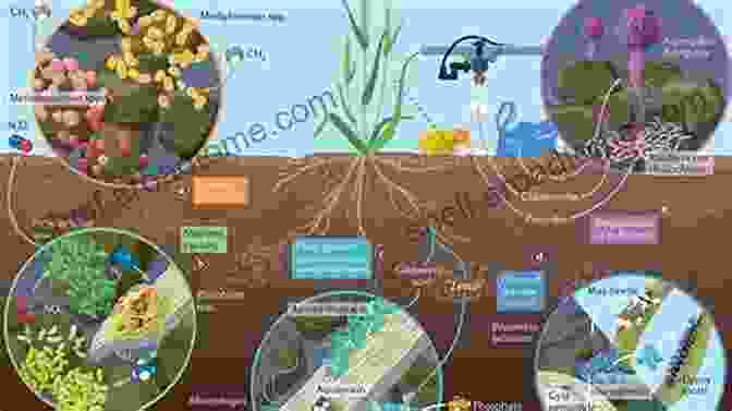 A Vibrant Illustration Depicting The Diverse Microorganisms Thriving Within Healthy Soil The Soul Of Soil: A Soil Building Guide For Master Gardeners And Farmers 4th Edition