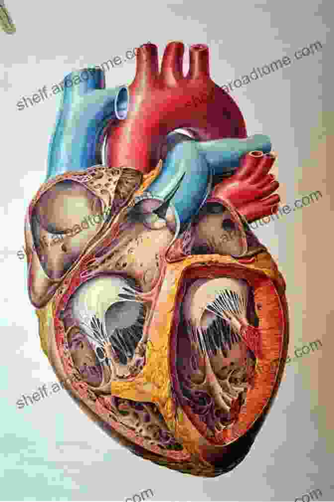 A Vibrant Illustration Of A Human Heart Surrounded By Stars Journey To Wisdom Through The Eyes Of The Heart: Overcoming Fears Of Life And Death