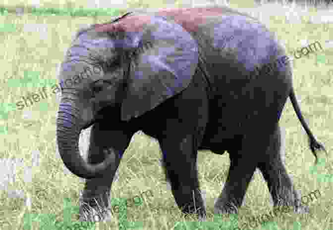 A Young Elephant Stands In The African Savanna Surviving The Wild: Star The Elephant