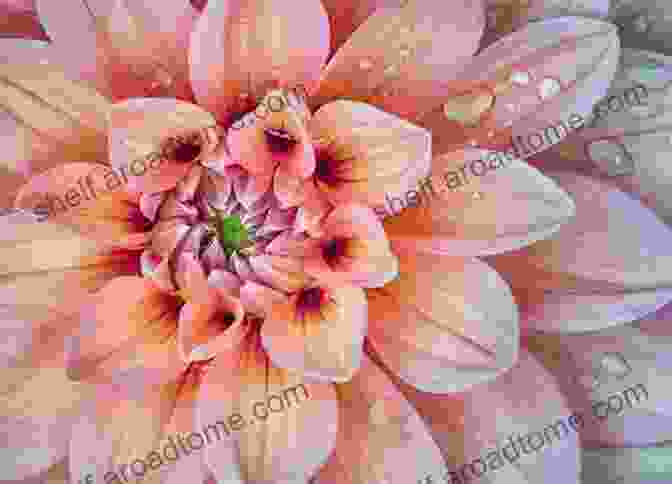 Abstract Floral Photograph Of A Creative Composition Dreamy Pleasures Abstract Floral Photography