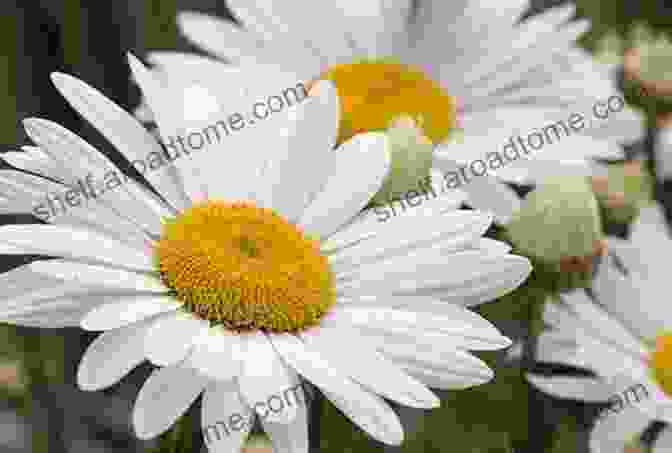 Abstract Floral Photograph Of A Delicate Daisy Dreamy Pleasures Abstract Floral Photography