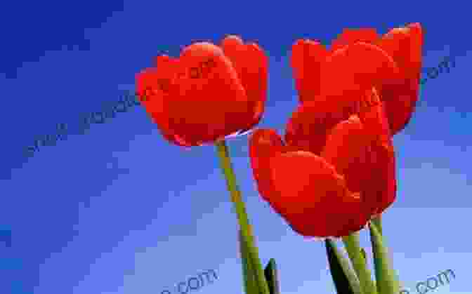 Abstract Floral Photograph Of A Vibrant Red Tulip Dreamy Pleasures Abstract Floral Photography