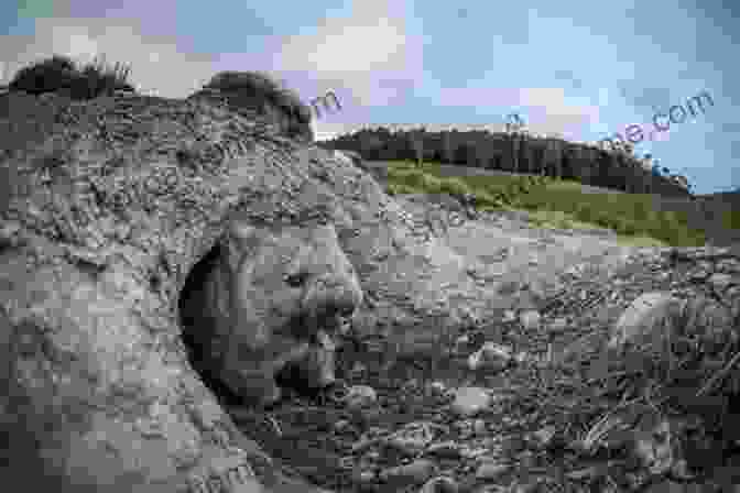 Bernard The Wombat Looking Out From His Burrow Bernard The Wombat Of Ugly Gully