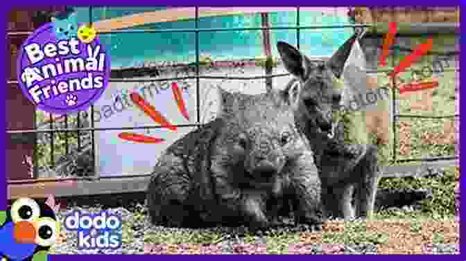 Bernard The Wombat With His Friends, A Kangaroo And An Echidna Bernard The Wombat Of Ugly Gully