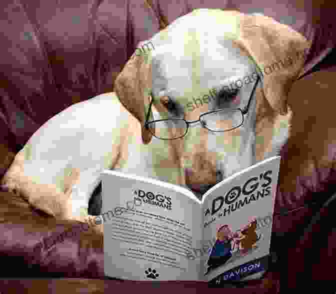 Bookstore Display Of 'Dog Guide To Humans' A Dog S Guide To Humans (Fun Reads For Dog Lovers 1)