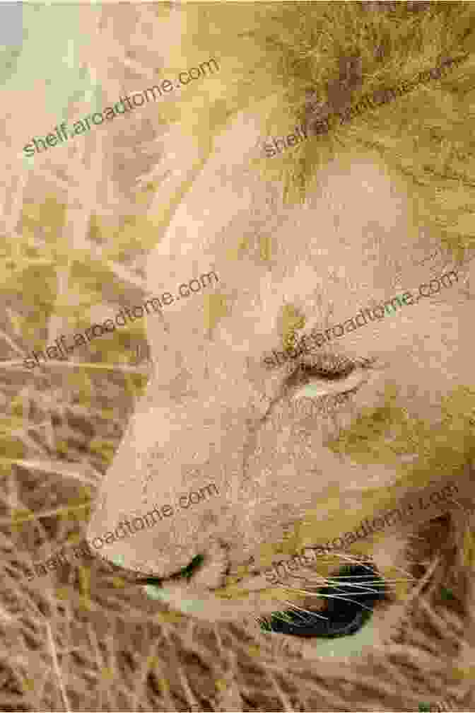 Close Up Of A Majestic Lion In The Masai Mara, Kenya Unbelievable Pictures And Facts About Kenya