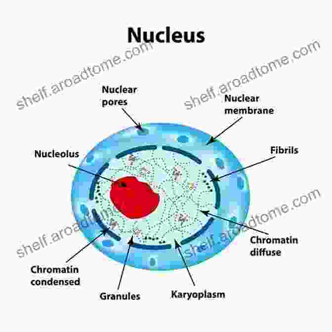 Diagram Of A Cell Showing Its Various Structures, Including The Nucleus, Mitochondria, And Endoplasmic Reticulum. Biology Of T Cells Part A (ISSN 341)