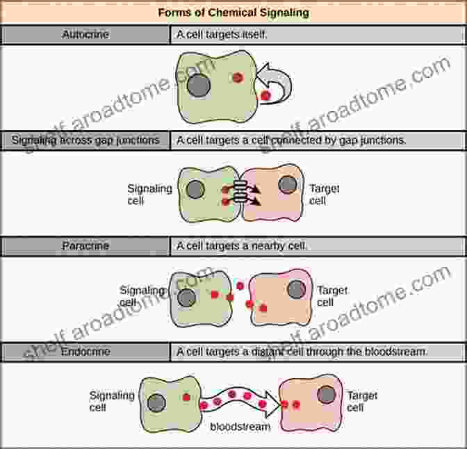 Diagram Of Cell Communication Pathways, Highlighting Paracrine And Endocrine Signaling. Biology Of T Cells Part A (ISSN 341)