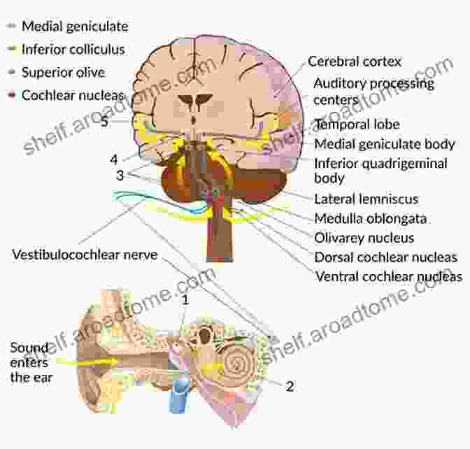 Diagram Of The Neurobiology Of Tinnitus, Displaying The Auditory Cortex And Limbic System The Behavioral Neuroscience Of Tinnitus (Current Topics In Behavioral Neurosciences 51)