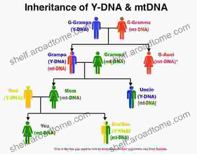 Family Tree With DNA Strands Connecting Members A Broken Tree: How DNA Exposed A Family S Secrets