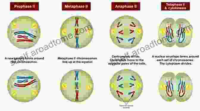 Illustration Of Cell Division, Showing The Stages Of Mitosis And Meiosis. Biology Of T Cells Part A (ISSN 341)