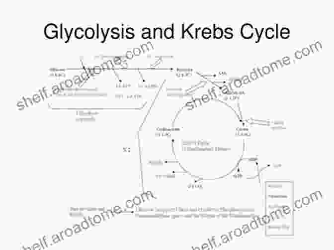 Illustration Of Cellular Metabolism, Showcasing Glycolysis, The Krebs Cycle, And Oxidative Phosphorylation. Biology Of T Cells Part A (ISSN 341)