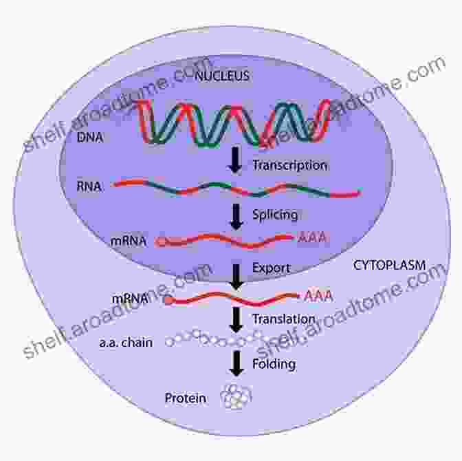 Image Depicting Various Cellular Functions, Such As Metabolism, Protein Synthesis, And Cell Signaling. Biology Of T Cells Part A (ISSN 341)