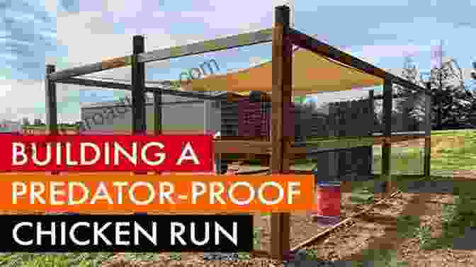 Image Of Chickens Foraging In A Backyard And A Predator Proof Coop 101 Chicken Keeping Hacks From Fresh Eggs Daily: Tips Tricks And Ideas For You And Your Hens