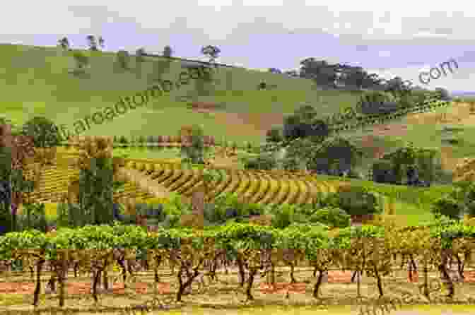 Panoramic View Of A Picturesque Spanish Landscape With Rolling Hills, Vibrant Vineyards, And A Distant Snow Capped Mountain Range Geography Of Spain Myscha Theriault