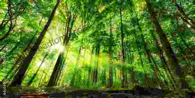 Photo Of A Lush Green Forest With Sunlight Streaming Through The Trees One Green Thing: Discover Your Hidden Power To Help Save The Planet