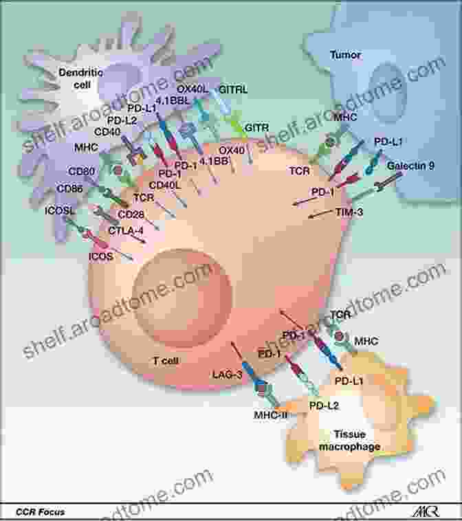 Regulation Of Cancer Immune Checkpoints Regulation Of Cancer Immune Checkpoints: Molecular And Cellular Mechanisms And Therapy (Advances In Experimental Medicine And Biology 1248)