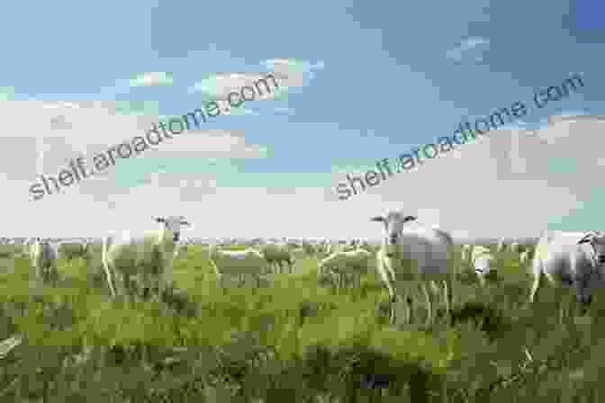 Sheep Grazing Peacefully In A Meadow Slow Knitting: A Journey From Sheep To Skein To Stitch