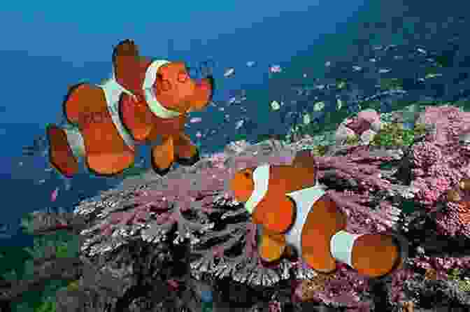 Splash And Bubbles Swim Alongside Vibrant Clownfish In A Coral Reef Splash And Bubbles: So Many Sea Creatures