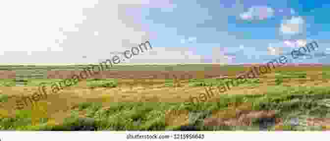 Sweeping Panorama Of Salt Marshes And Sandy Dunes, Dotted With Lush Vegetation The Atlantic Coast: A Natural History