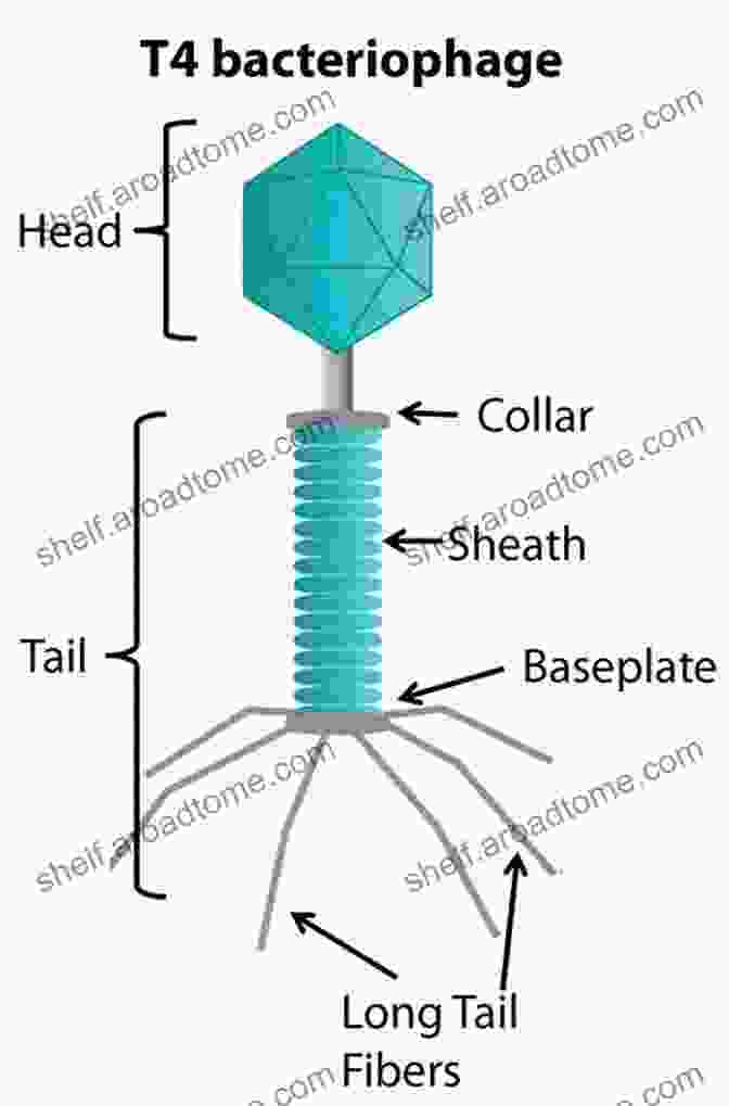 Virus Life In Diagrams: A Page Featuring A Diagram Of A T Bacteriophage Virus Life In Diagrams Hans Wolfgang Ackermann