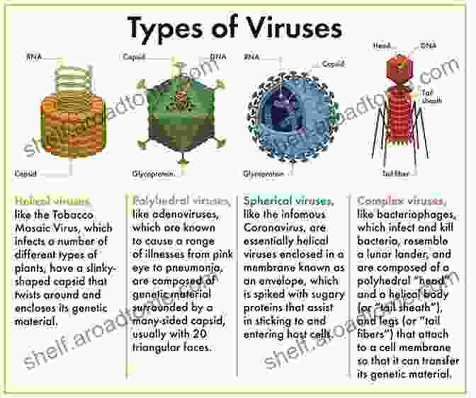 Virus Life In Diagrams: A Page Featuring Diagrams Of Different Types Of Viruses Virus Life In Diagrams Hans Wolfgang Ackermann