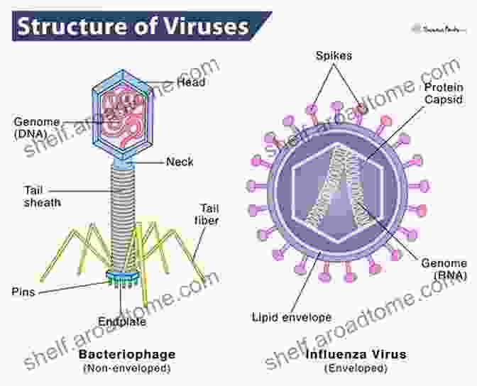 Virus Life In Diagrams: A Page Featuring Diagrams Of Viral Evolution And Ecology Virus Life In Diagrams Hans Wolfgang Ackermann